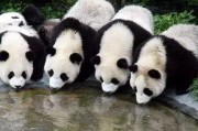 西安熊猫爆料事件最新,真相与争议交织的舆论漩涡